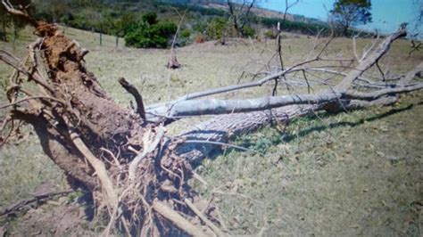 Pma Autua Propriet Rio Rural Em R Mil Por Derrubada De Rvores Sem