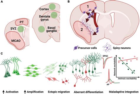 Frontiers Adult Neurogenesis And Stroke A Tale Of Two Neurogenic Niches