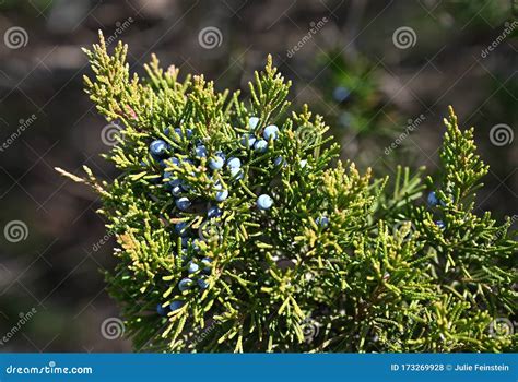 Eastern Red Cedar Berries stock photo. Image of scales - 173269928