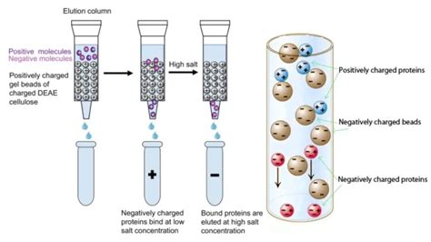 Anion Exchange Chromatography - Principle, Protocol, Applications ...