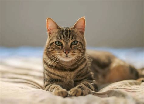 Hoy se celebra el Día Internacional del Gato por qué tienen tres