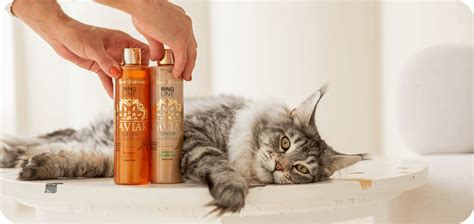 Грумерам и зоосалонам | Iv San Bernard