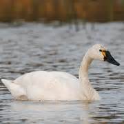 Tundra Swan