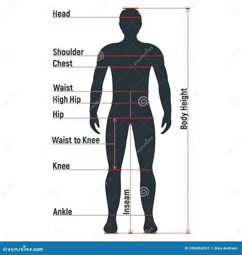 Male Size Chart Anatomy Human Character People Dummy Front And View