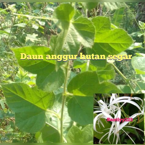 Jual daun anggur hutan segar | Shopee Indonesia