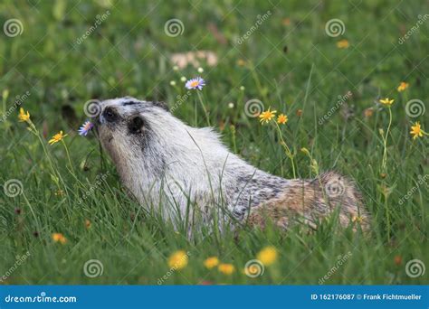 Hoary Marmot Marmota Caligata Logan Pass Glacier Nationalpark Montana