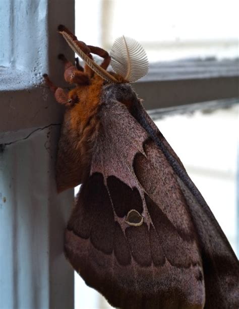 Polyphemus Moth Cocoon Antheraea polyphemus | Kim Smith Films