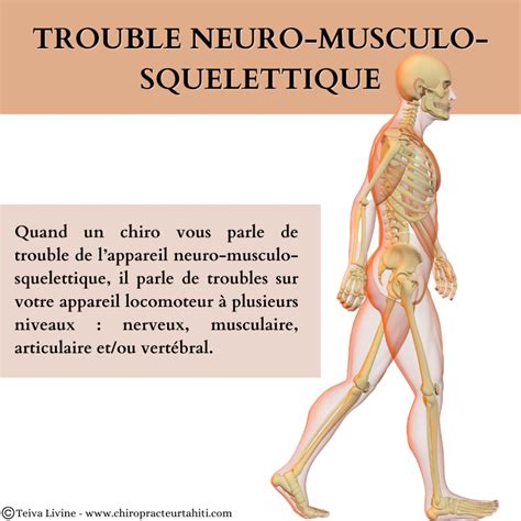 Le Syst Me Neuro Musculo Squelettique Chiropracteur Tahiti