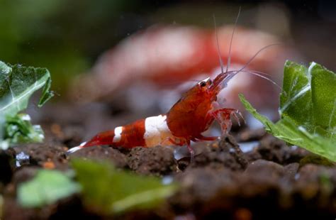 Shrimp Tank Mates - Planted Tank Mates