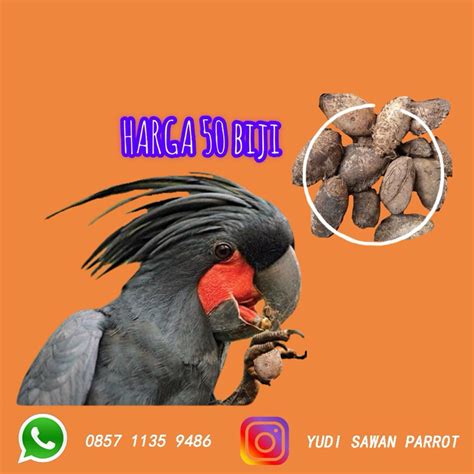 Jual Biji Buah Ketapang Makanan Burung Macaw Kakatua African Grey