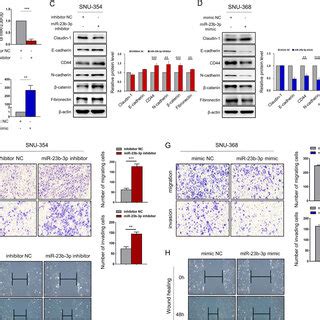 Overexpression Of Mir B P Suppressed Emt Migration And Invasion Of