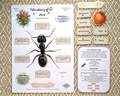 Anatomy of an Ant - Luminosity Art & Design