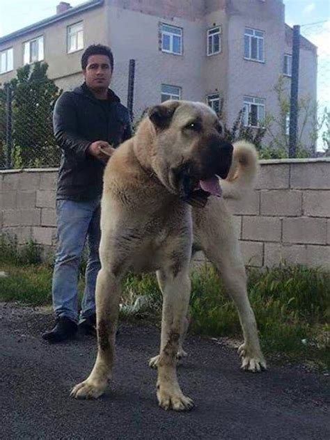 Kangal Ceymer 26 Kangal Köpeği Köpek Türleri Yavru Köpek