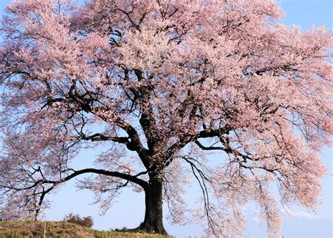 The Secrets Of Tree Symbolism SymbolScholar