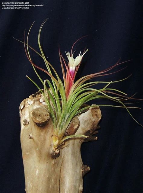 Plantfiles Pictures Tillandsia Bromeliad Air Plant Tillandsia X Rectifolia By Giancarlo