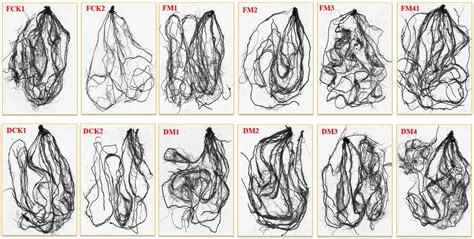 Exogenous melatonin confers drought stress by promoting plant growth ... 
