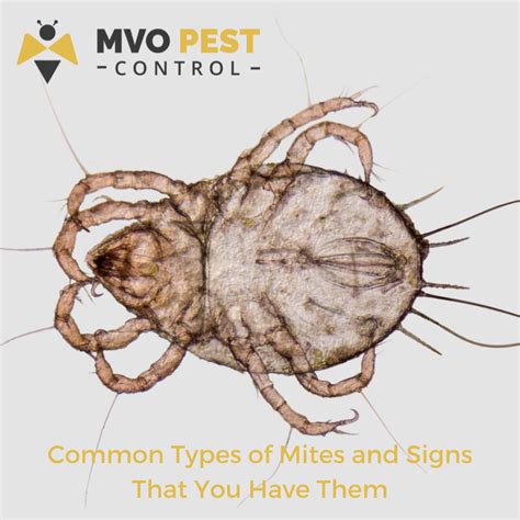 Common Types Of Mites And Signs That You Have Them