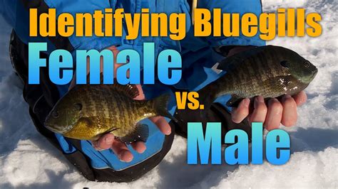 Identifying Bluegills Male Vs Female YouTube