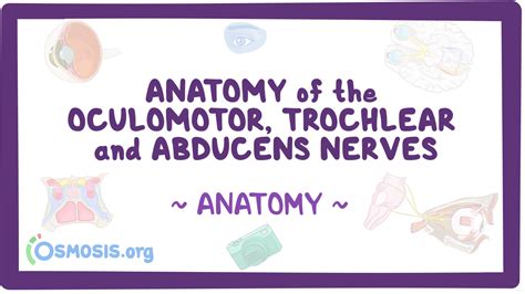 Anatomy of the oculomotor (CN III), trochlear (CN IV) and abducens (CN ...