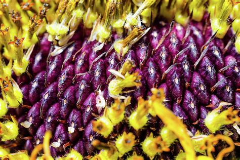 Purple Sunflower Seeds Photograph by SR Green - Fine Art America