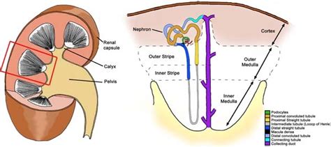 Difference Between Renal Cortex and Renal Medulla | Definition ...