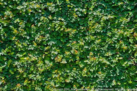 Greenery texture seen by Elvin Siew Chun Wai | Jardines verticales ...