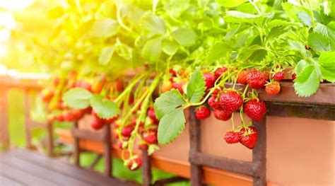 15 Tips For Growing Strawberries In Pots Or Containers