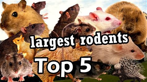 Prompthunt Breeds Of Rodents Infographic Of New Species 56 Off