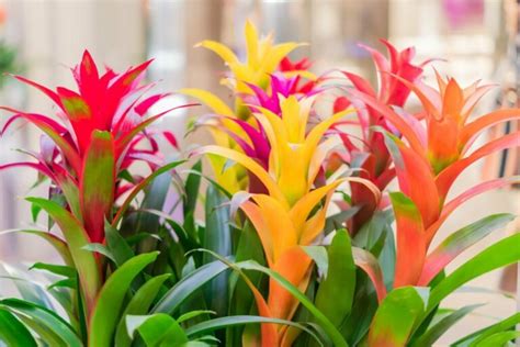 Everything about the Bromeliad plant - Plant Propagation