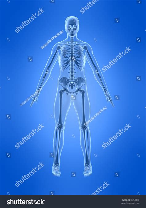 Human Skeleton Stock Photo 9754456 Shutterstock