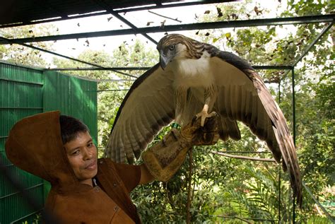 How a Philippine eagle became a symbol of hope