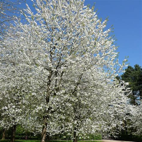 Prunus Avium Wild Cherry