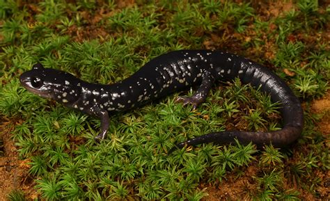 Lungless Salamanders, Shrinking Habitat