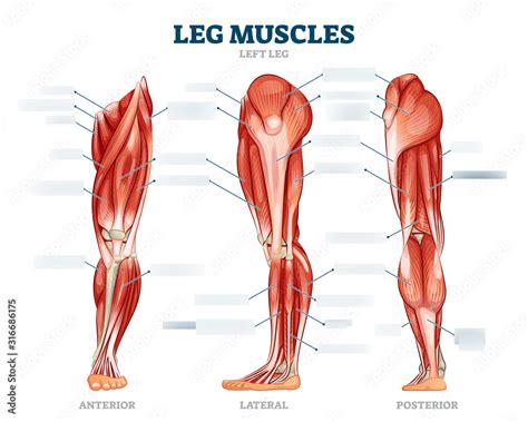 Muscles of the Lower Limb Diagram Diagram | Quizlet