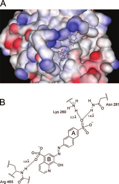 Molecular Model Of Nsc Binding To The Shp Ptp Domain A The