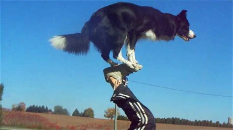 Nana The Border Collie Performs Amazing Dog Tricks Youtube