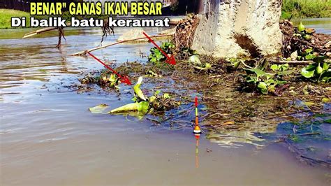 Mancing Ikan Nila Di Sungai Besar Di Balik Batu Keranat Dapat Ikan