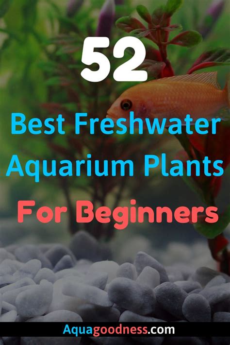 Best Freshwater Aquarium Plants For Beginners | Freshwater aquarium ...