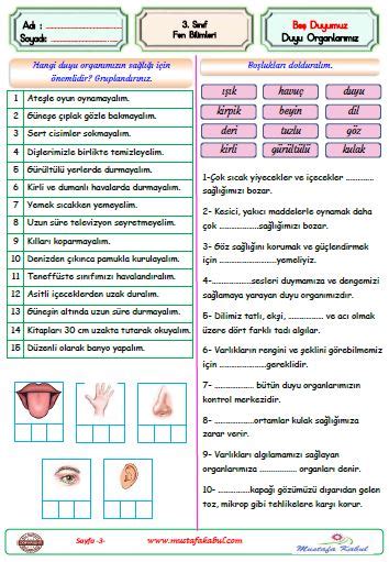 3 Sınıf Fen Bilgisi Beş Duyumuz