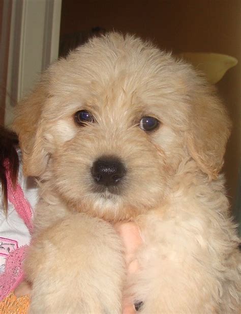 Mini Cream Australian Labradoodle Puppy A Photo On Flickriver