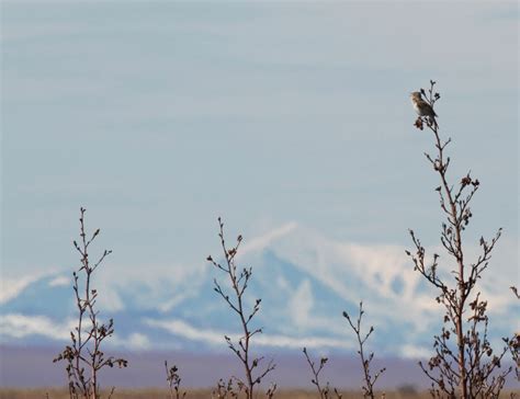 Genetics of bird migration: story of the willow warbler | Research ...