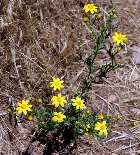 Senecio Vernalis Syn Senecio Leucanthemifolius Subsp Vern Flickr