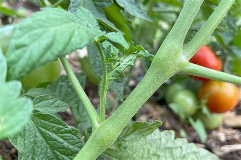 Determinate Vs Indeterminate Tomatoes A Guide To Pruning Gardening