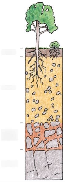 Soil Layers Diagram Diagram Quizlet