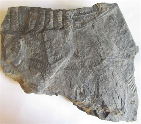 ferns - Fossil ID - The Fossil Forum