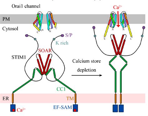 Figure From Structural Insights Into Ca Permeation Through Orai