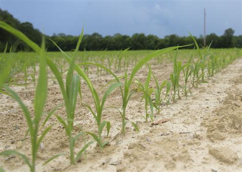 Sorghum Plant