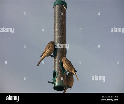 House finch house finch housefinch bird eating birdfeeder feeder male ...