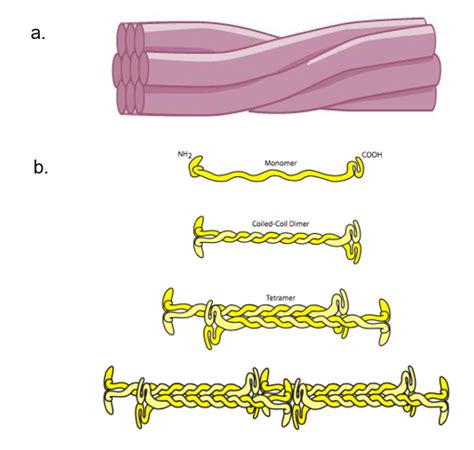 Intermediate Filaments Diagram