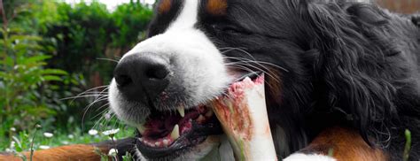 Mastication Chez Le Chien Bienfaits Et Guide Pratique